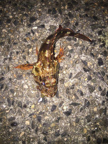 メバル狙い撃沈